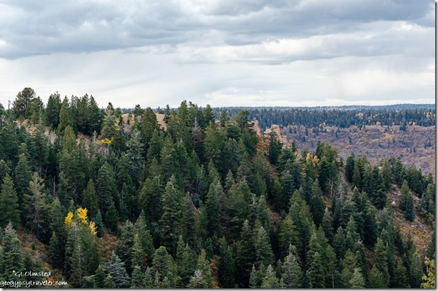 A touch of fall amongst the pines Marble View Kaibab National Forest Arizona