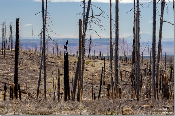 Vermilion Cliffs & Navajo Mountain thru Warm fire burn SR67 North Kaibab National Forest Arizona