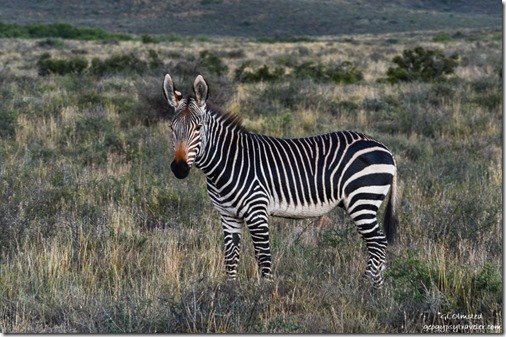 Mountain zebra Karoo National Park South Africa