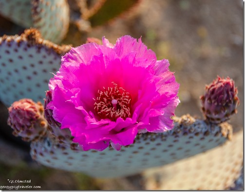 pink flower Beavertail cactus BLM Ghost Town Rd Congress Arizona