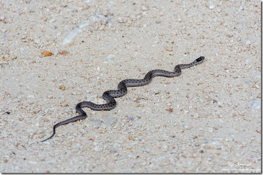 Gopher snake Kaibab National Forest Arizona