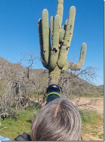 Gaelyn photographing Gila Woodpecker in Saguaro cactus BLM Ghost Town Rd Congress Arizona