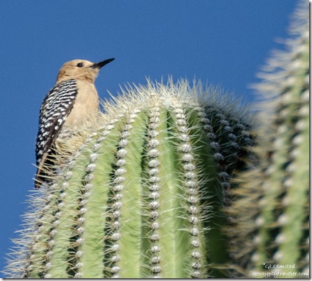 Gila Woodpecker Saguaro cactus BLM Ghost Town Rd Congress Arizona