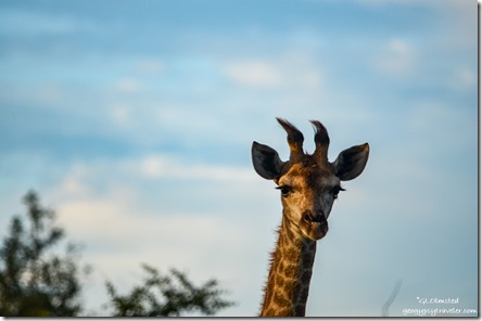 Giraffe Kruger National Park South Africa