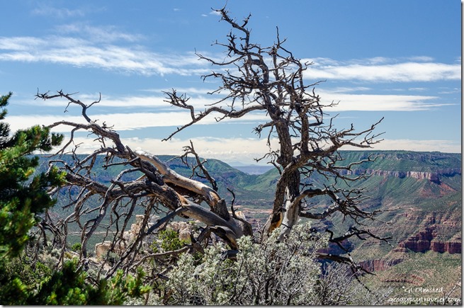 View S thru snag Crazy Jug Point Kaibab Natiional Forest Arizona