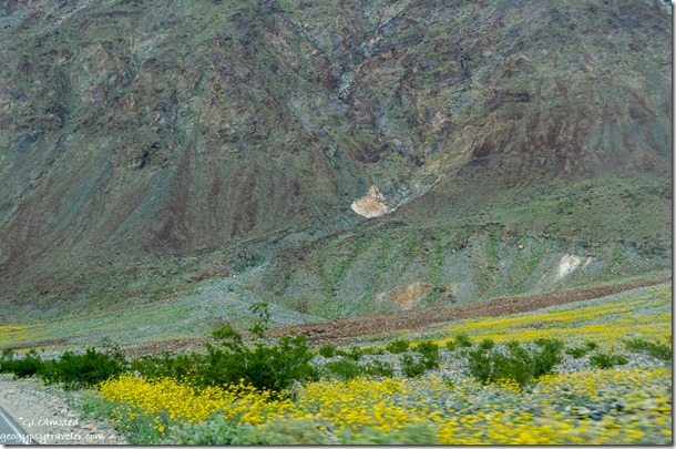 Desert Gold wildflowers Amargosa Range Death Valley National Park California