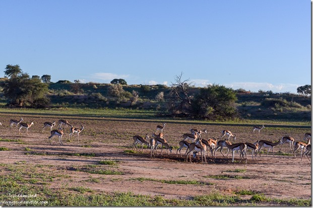 Springbucks Kgalagadi Transfrontier Park South Africa