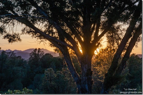 tree mountain sunset Walnut Grove Arizona