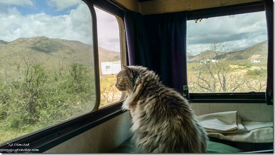 Sierra cat watching out window BLM Ghost Town Rd Congress Arizona