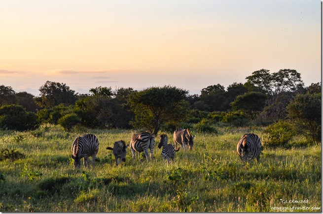 Zebras Kruger National Park South Africa