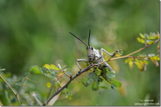 Grasshopper Kruger National Park South Africa