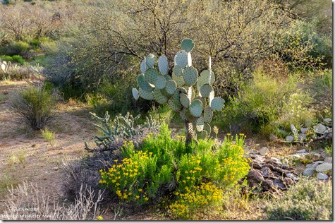 yellow Sunflower Cholla Beavertail cactus BLM Ghost Town Road Congress Arizona