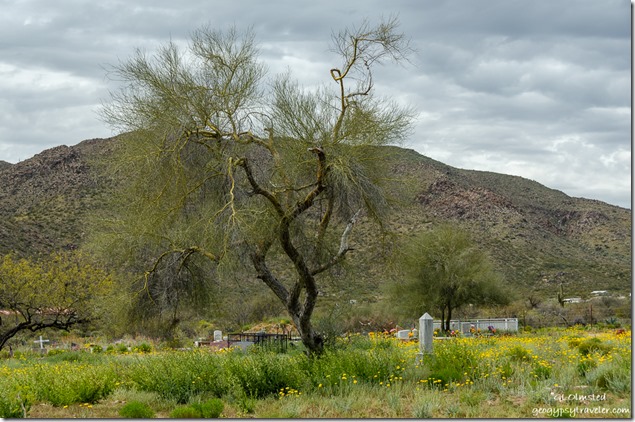 Palo Verde tree wildflowers cemetery Congress Arizona