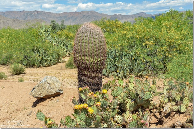 Barrel & flowering prickly pear cactus Congress Arizona