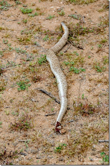 headless 3' rattlesnake BLM Ghost Town Rd Congress Arizona
