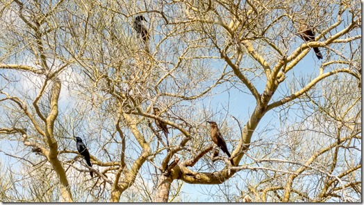Grackle birds in Palo Verde tree outside window BLM Ghost Town Rd Congress Arizona