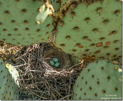 blue bird eggs in nest Beavertail cactus BLM Ghost Town Rd Congress Arizona
