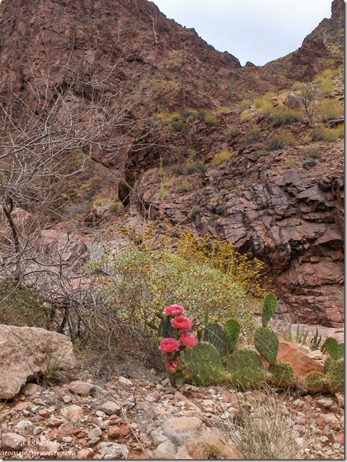 Blooms Bright Angel Canyon North Kaibab trail Grand Canyon National Park Arizona
