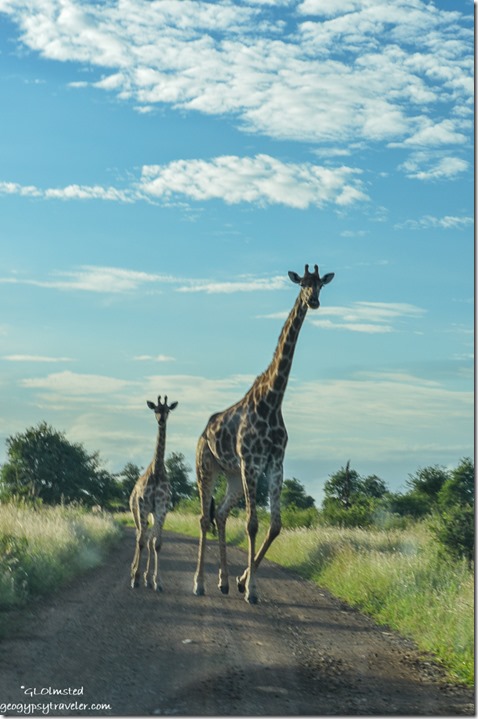 Giraffe Kruger National Park South Africa