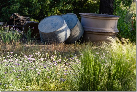 Asters & grasses washtubs Mary's garden Walnut Grove Arizona