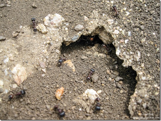 Ant hill in Berta's driveway Yarnell Arizona
