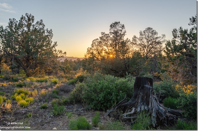 trees sunset Walnut Grove Arizona