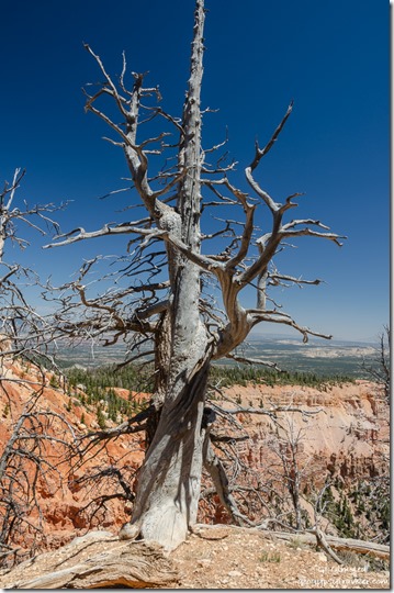 dead Bristlecone Pine tree Yovimpa Point Bryce Canyon National Park Utah