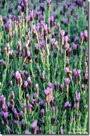 bees on purple Lavender flowers Mary's garden Walnut Grove Arizona