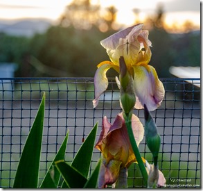Iris at sunset Mary's garden Walnut Grove Arizona