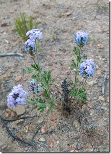 blue Southwestern Verbena flowers Walnut Grove Arizona