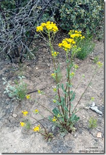 unidentified yellow flowers Walnut Grove Arizona