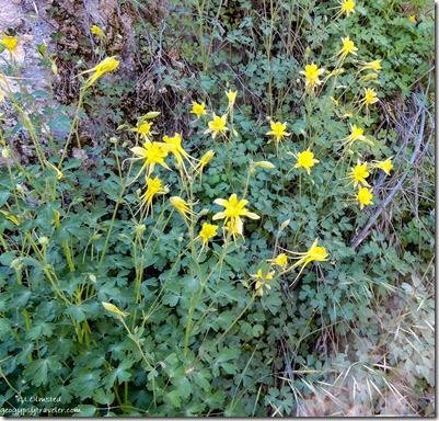 yellow Columbine flowers Wagoner Rd Walnut Grove Arizona
