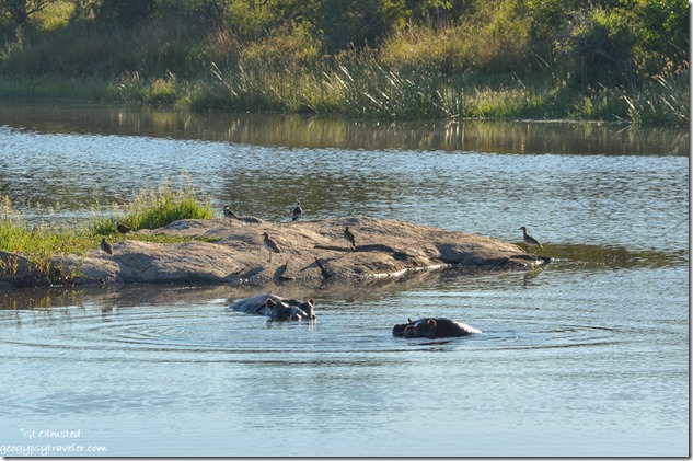 Birds & hippos at a dam Kruger National Park South Africa