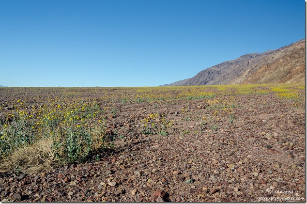 Desert Gold Wildflowers Amargosa Range Badwater Road Death Valley National Park California