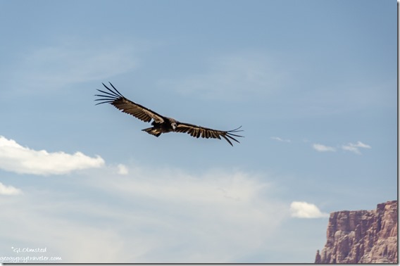 California Condor bird V3 flight Navajo Bridge Arizona