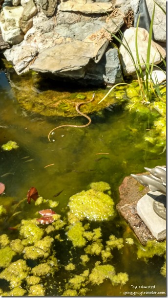 water snake in Mary's pond Walnut Grove Arizona
