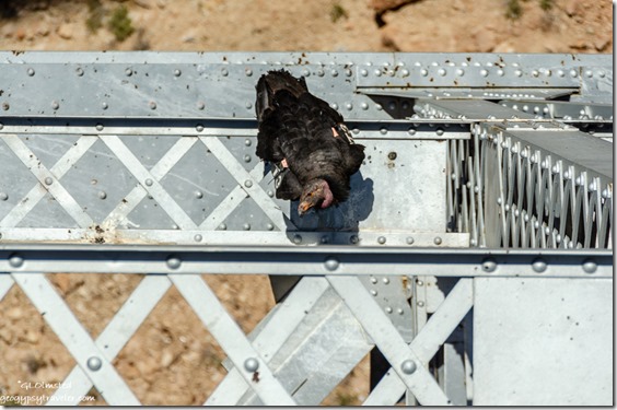 immature California Condor bird T3 on Navajo Bridge Arizona