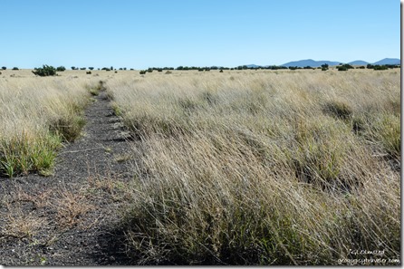trail grasses Wupatiki National Monument Arizona