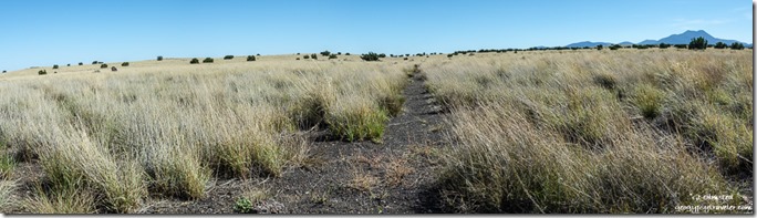 trail grasses Wupatiki National Monument Arizona