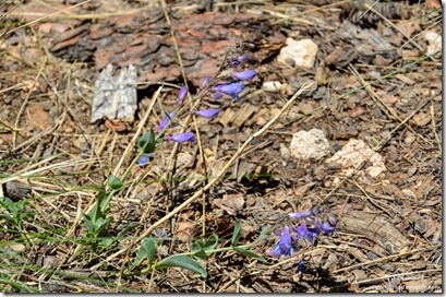 purple Penstemon flowers Rainbow Point Bryce Canyon National Park Utah