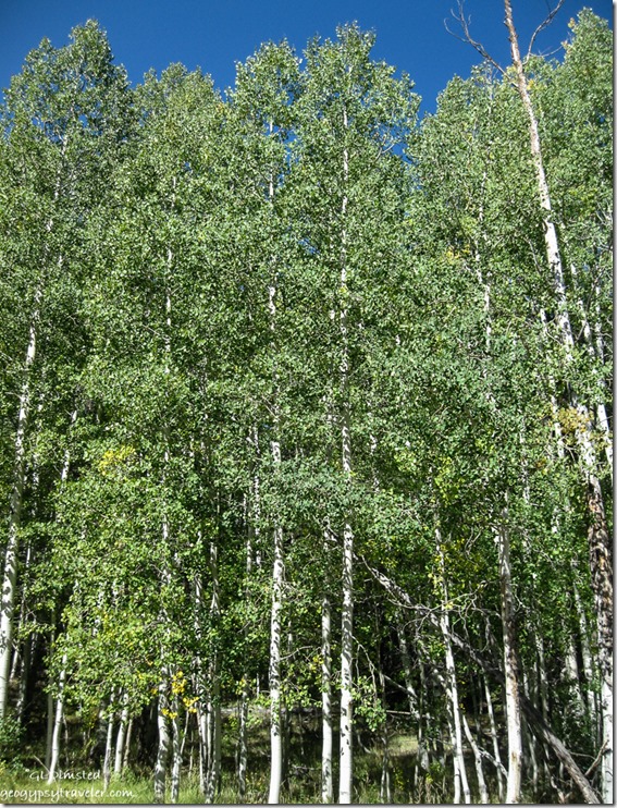 Aspen North Rim Grand Canyon National Park Arizona