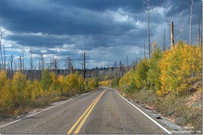 Golden Aspens on Cape Royal Road West North Rim Grand Canyon National Park Arizona