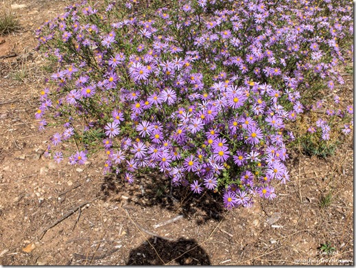 purple Aster flowers Mesa Verde National Park Colorado