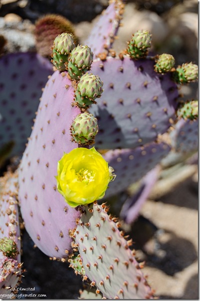 Flowering beavertail cactus Congress Arizona