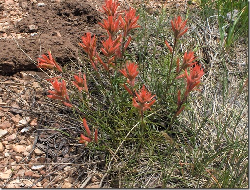 red Indian paintbrush flowers North Rim Grand Canyon National Park Arizona