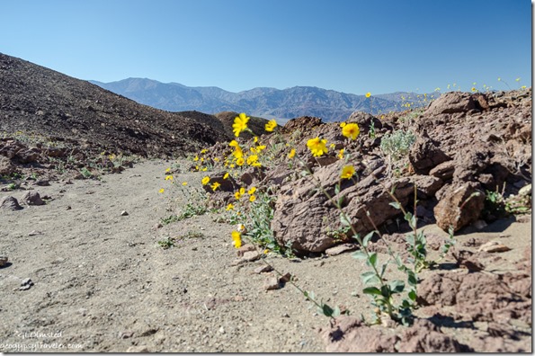 Desert Gold flowers & Panamint Range Artists Drive Death Valley National Park California