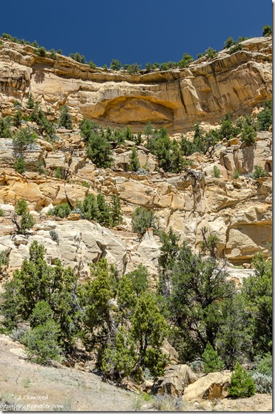 trees sandstone cliff Puebloan ruin SR12 Utah