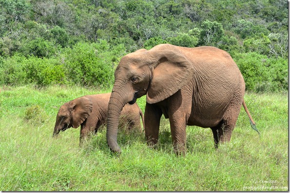 Elephants Addo Elephant National Park South Africa