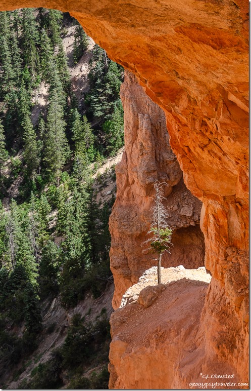 tree under Natural Bridge Bryce Canyon National Park Utah