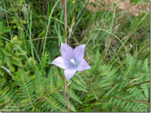 unidentified Light blue flower The Pools trail Drakensburg KwaZulu-Natal South Africa